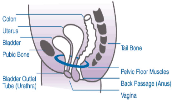 Pelvic Floor Muscle Exercises - Dr Rahul Sen